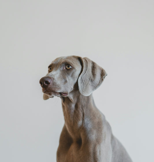 Nutrición y Longevidad Canina: Cómo una Buena Dieta Puede Prevenir Enfermedades en la Vejez